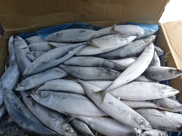 Chub mackerel – Ikam plus