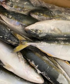 Chub mackerel – Ikam plus